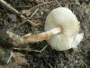 1_lepiota_sp_1a_t1.jpg