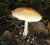 1_lepiota_ventriosospora_1_t1.jpg