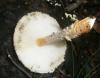 1_lepiota_ventriosospora_1a_t1.jpg
