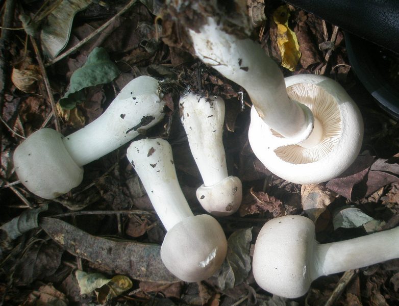 1_leucoagaricus_sp_1.jpg