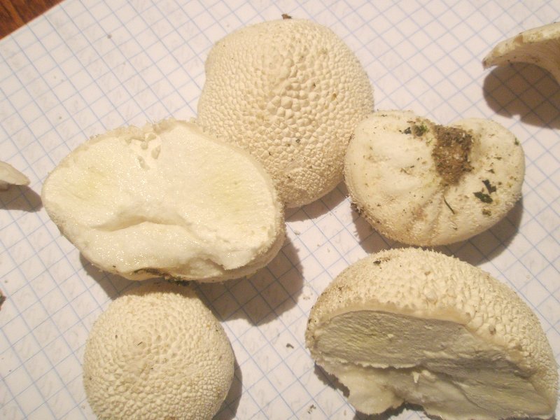 1_lycoperdon_candidum_2.jpg