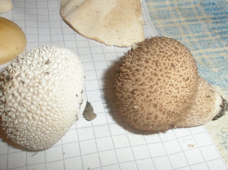 1_lycoperdon_candidum_umbrinum.jpg