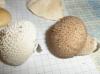 1_lycoperdon_candidum_umbrinum_t1.jpg