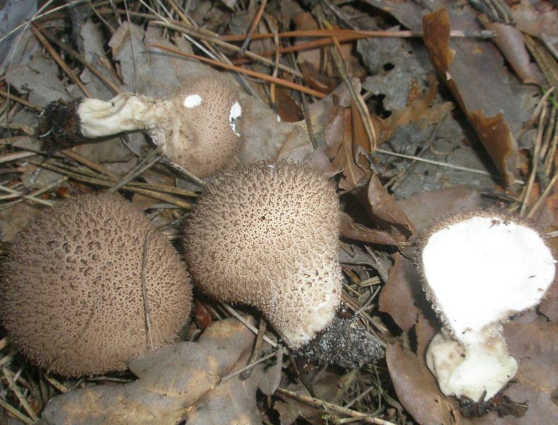 1_lycoperdon_umbrinum_.jpg