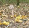 1_macrolepiota_procera_2_t1.jpg