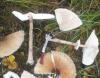 1_macrolepiota_procera_t1.jpg