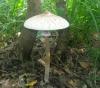 1_macrolepiota_sp_mastoidea_t1.jpg