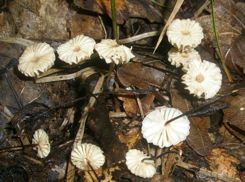 1_marasmius_rotula.jpg