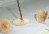 1_marasmius_scorodinus1_t1.jpg