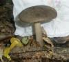 1_megacollybia_platyphylla_t1.jpg