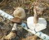 1_melanoleuca_sp_1_t1.jpg