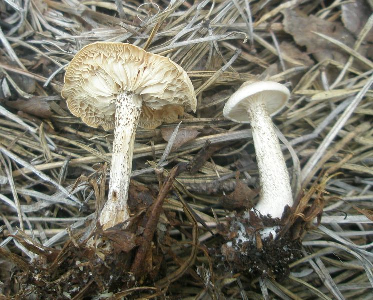 1_melanoleuca_verrucipes_1.jpg