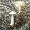 1_melanoleuca_verrucipes_1a_t1.jpg
