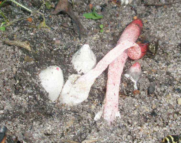 1_mutinus_ravenelli_2d.jpg