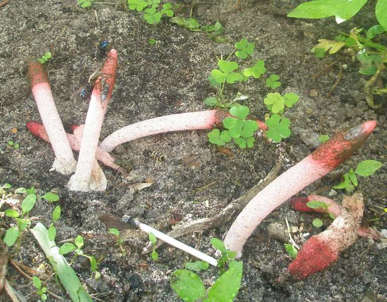 1_mutinus_ravenelli_2e.jpg