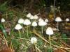 1_mycena_epipterigia_1_t1.jpg