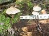 1_mycena_galericulata_1_t1.jpg