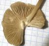 1_mycena_galericulata_1b_t1.jpg