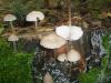 1_mycena_galericulata_2_t1.jpg