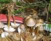 1_mycena_inclinata_1_t1.jpg