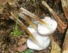 1_mycena_inclinata_1a_t1.jpg