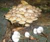 1_mycena_inclinata_2_t1.jpg