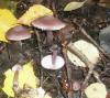 1_mycena_pura_3_t1.jpg