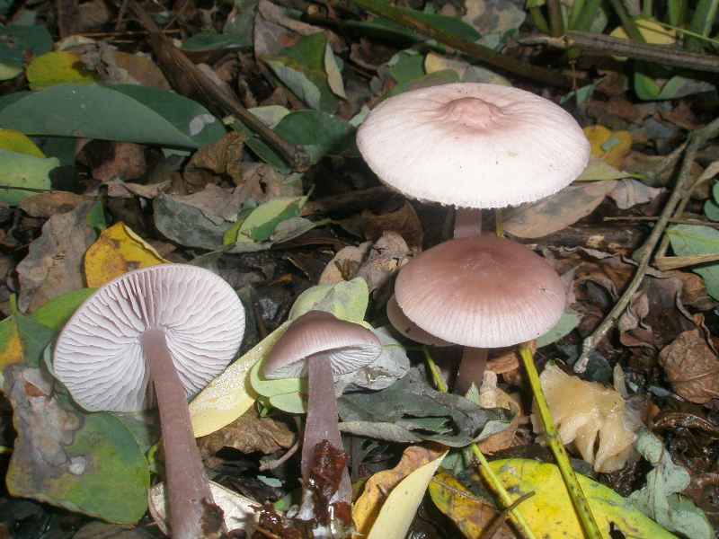 1_mycena_pura_4.jpg