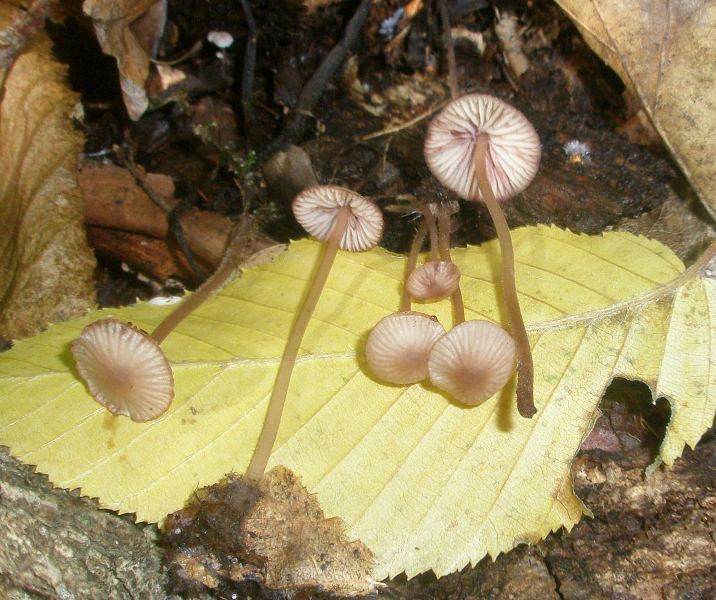 1_mycena_sp_1_1.jpg