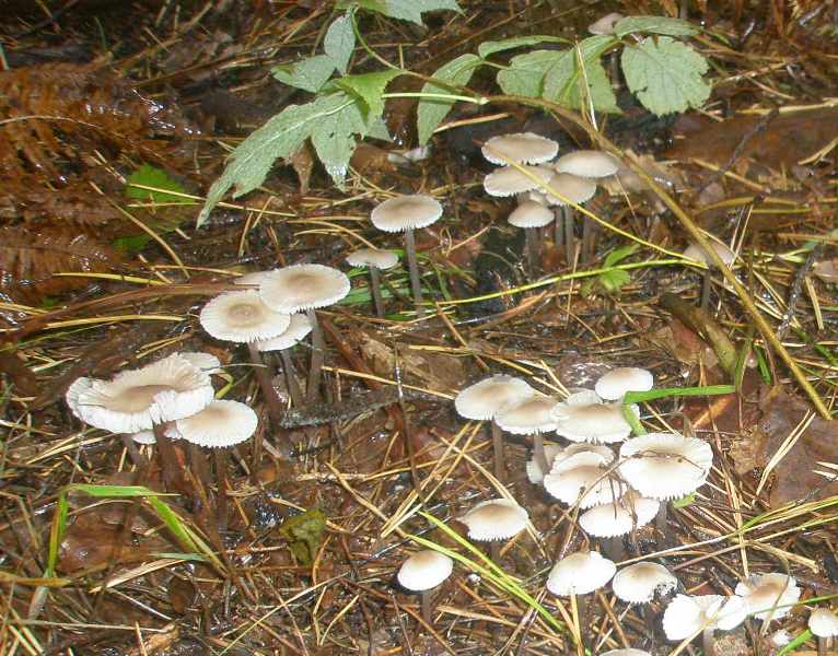 1_mycena_zephirus_1a.jpg