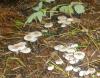 1_mycena_zephirus_1a_t1.jpg
