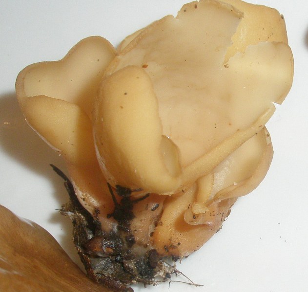 1_otidea_onotica_1a.jpg