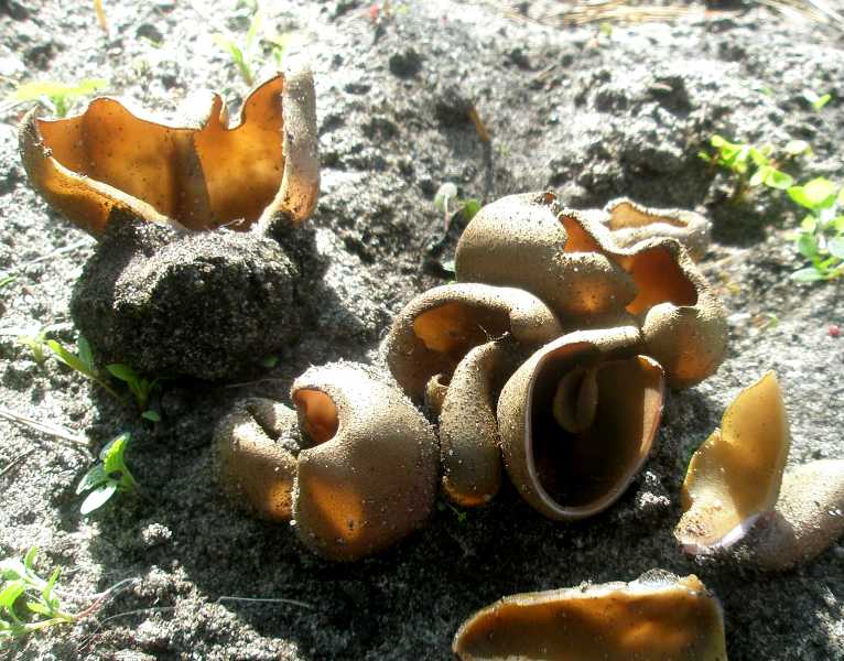 1_peziza_sp_rufa_1.jpg