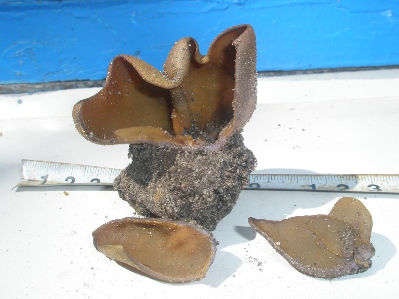 1_peziza_sp_rufa_1a.jpg