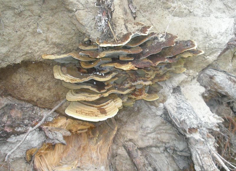 1_phaeolus_schweinitzii_1.jpg
