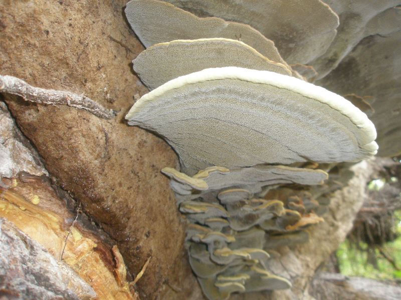 1_phaeolus_schweinitzii_1a.jpg