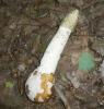 1_phallus_impudicus_t1.jpg