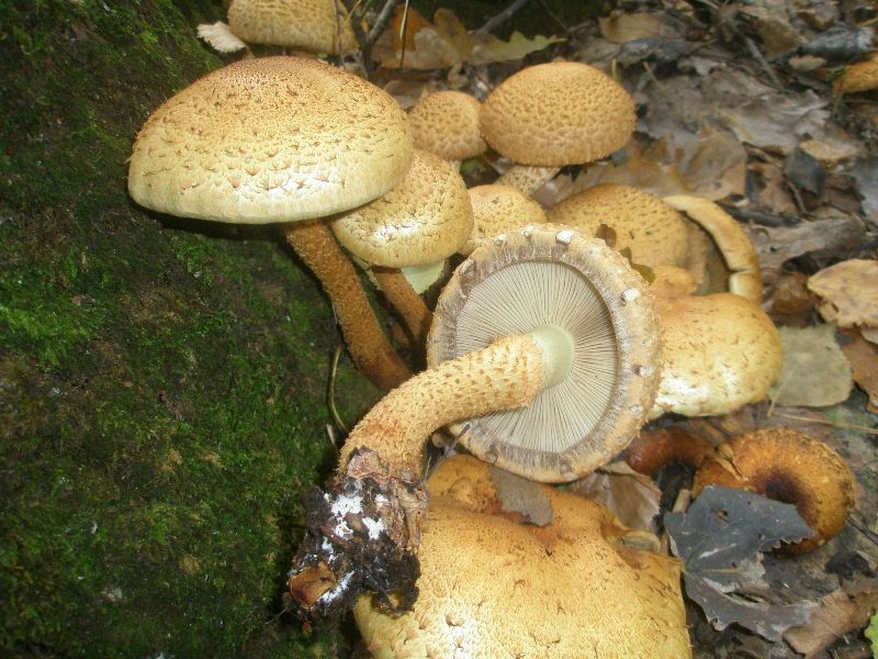 1_pholiona_squarrosa_1.jpg