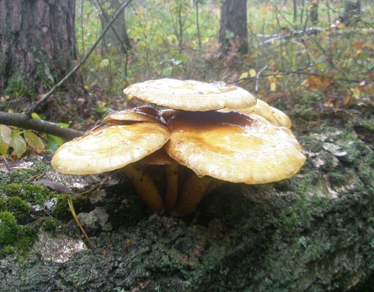 1_pholiota_albocrenulata_1.jpg