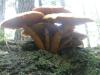 1_pholiota_albocrenulata_1a_t1.jpg