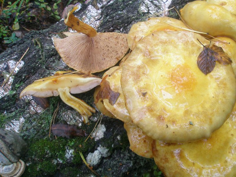 1_pholiota_albocrenulata_1b.jpg
