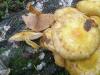 1_pholiota_albocrenulata_1b_t1.jpg