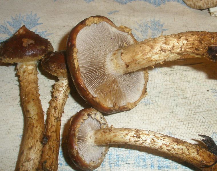 1_pholiota_destpuens_1c.jpg