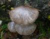 1_pleurotus_caliptratus_1a_t1.jpg