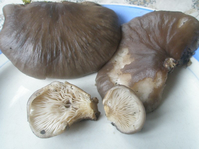 1_pleurotus_caliptratus_1b.jpg