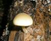 1_pluteus_exiguus_1_t1.jpg