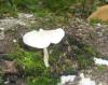 1_pluteus_exiguus_1a_t1.jpg