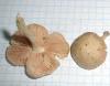 1_pluteus_exiguus_1b_t1.jpg