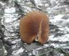 1_pluteus_phleboforus_t1.jpg