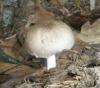 1_pluteus_sp_salicinus_t1.jpg